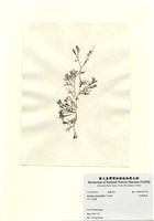 藏品(傘房龍鬚菜)的圖片